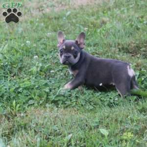 Twinkles, French Bulldog Puppy